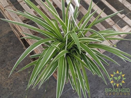 Spider Plant Reverse Hanging Basket