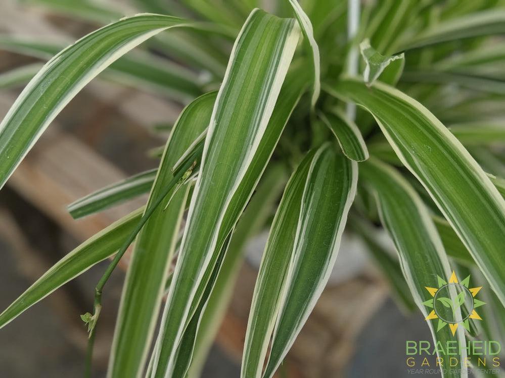 Spider Plant Reverse Hanging Basket