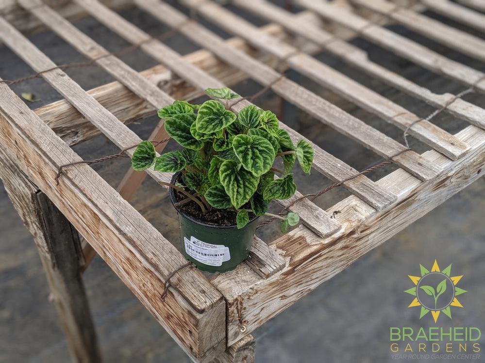 Peperomia Green Ripple