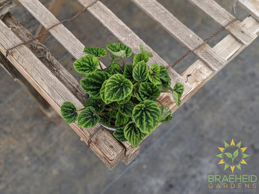 Peperomia Green Ripple