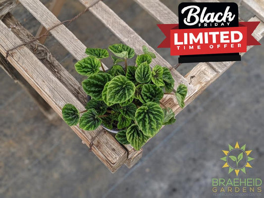 Peperomia Green Ripple
