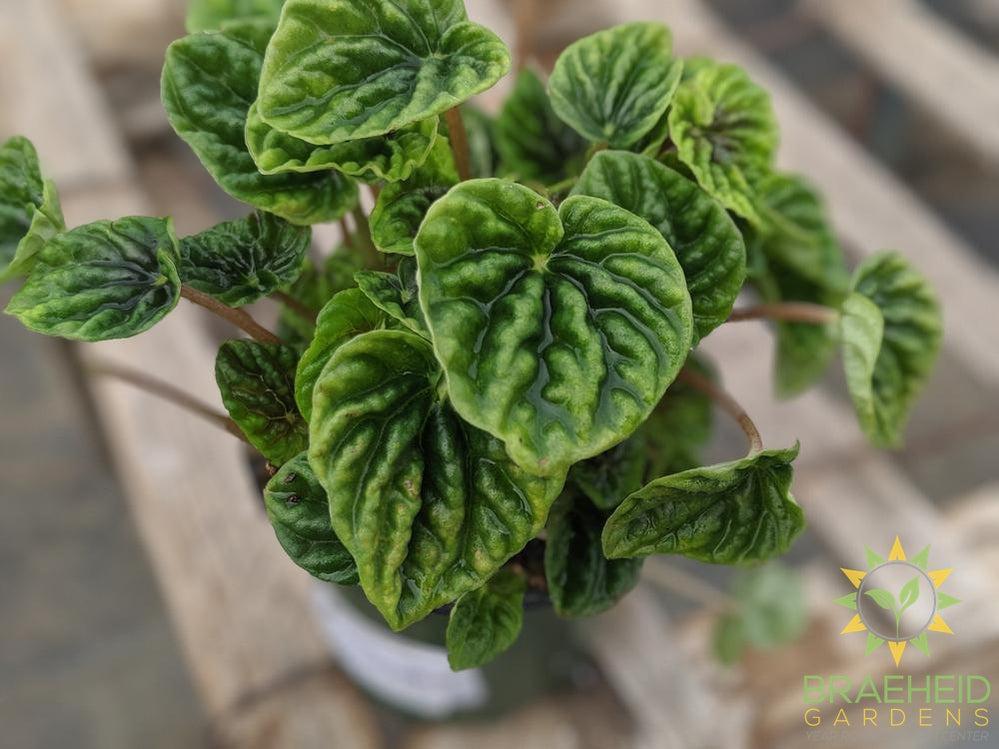 Peperomia Green Ripple