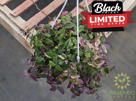 Rainbow Tradescantia - Hanging Basket