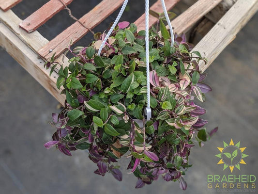 Rainbow Tradescantia - Hanging Basket