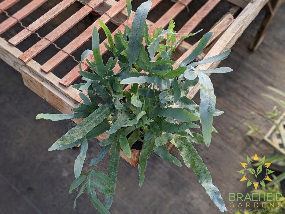 Blue Star Fern