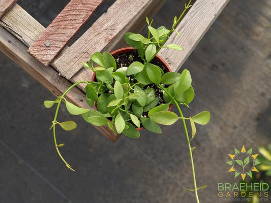 Buy Green Cascade Dischidia in Canada, Canada wide Shipping