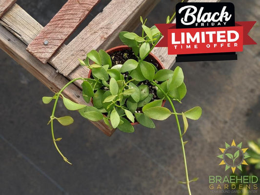 Buy Green Cascade Dischidia in Canada, Canada wide Shipping