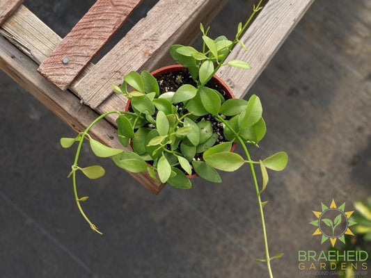 Buy Green Cascade Dischidia in Canada, Canada wide Shipping