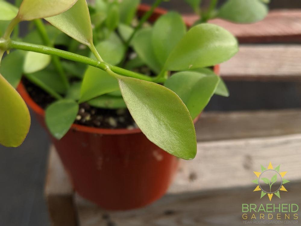 Green Cascade Dischidia Leaf shape