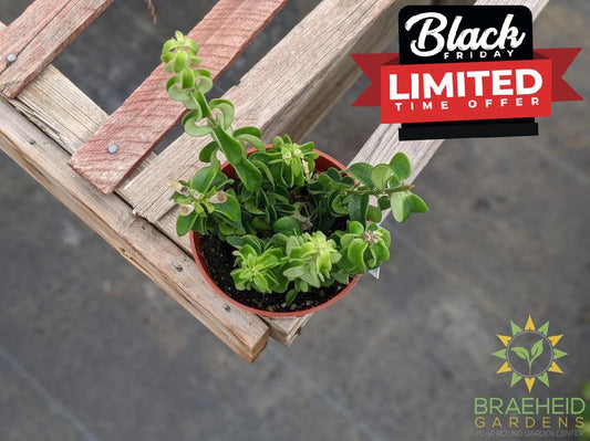 Curly Lipstick Rasta