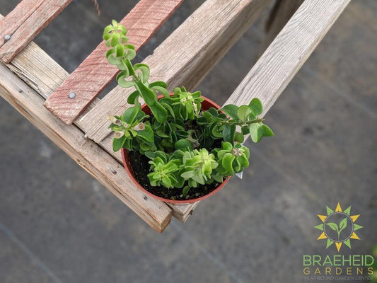 Curly Lipstick Rasta