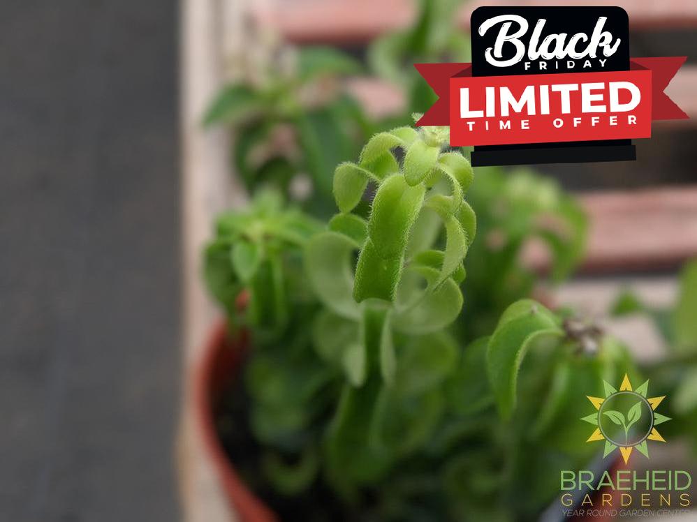 Curly Lipstick Rasta