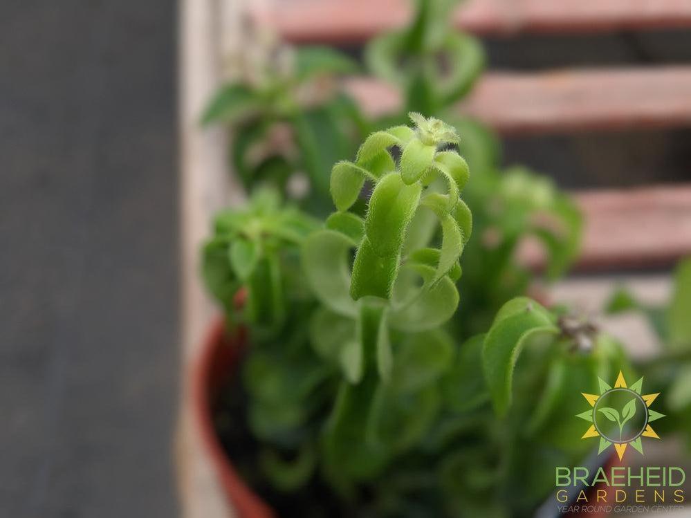 Curly Lipstick Rasta