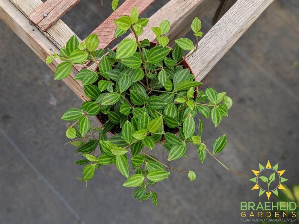 Peperomia Quadrangularis
