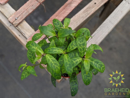 Black Pagoda Lipstick