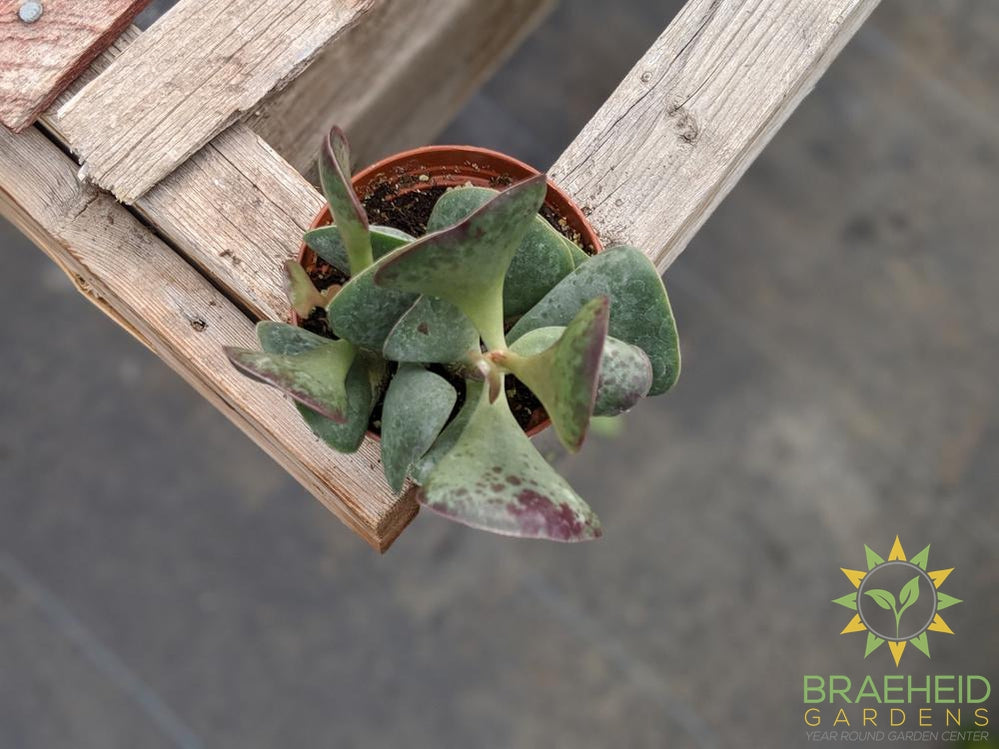 Calico Hearts - Adromischus Maculatis