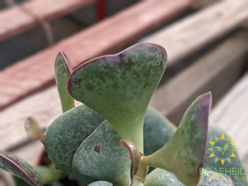 Calico Hearts - Adromischus Maculatis