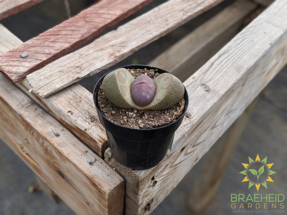 Split Rock - Pleiospilos