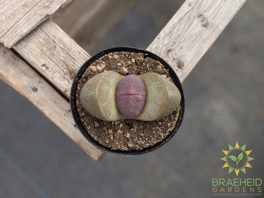 Split Rock - Pleiospilos