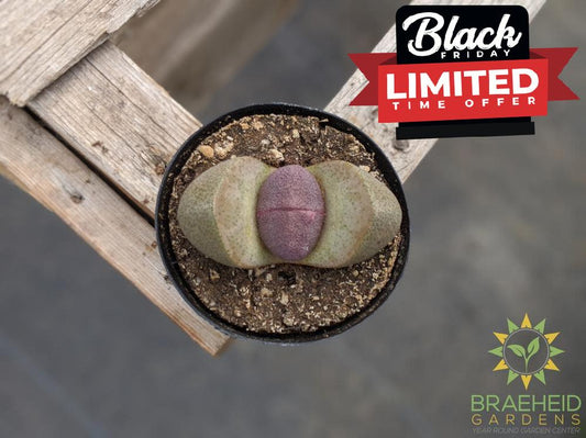 Split Rock - Pleiospilos