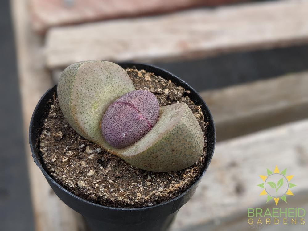 Split Rock - Pleiospilos