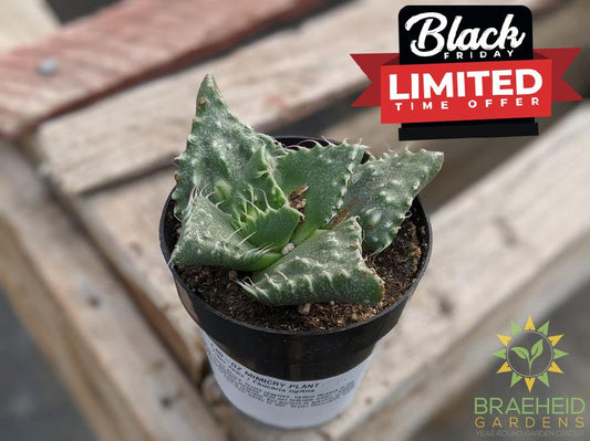 Tiger Jaws - Faucaria tigrina