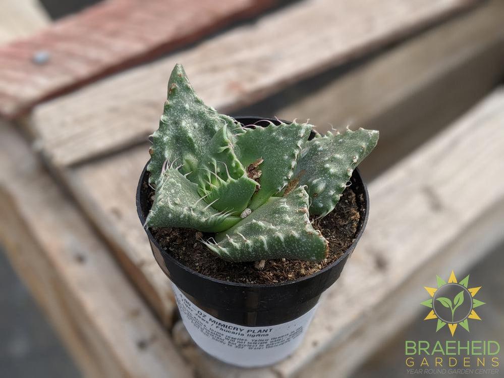 Tiger Jaws - Faucaria tigrina