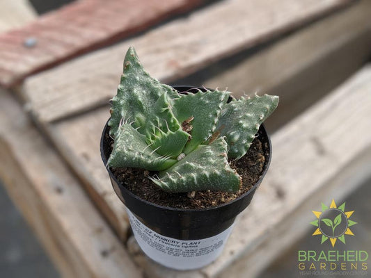 Tiger Jaws - Faucaria tigrina