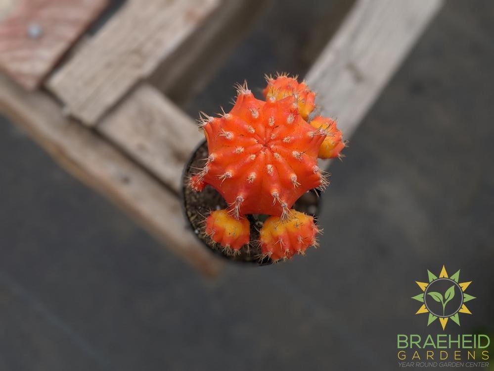 Grafted Cactus