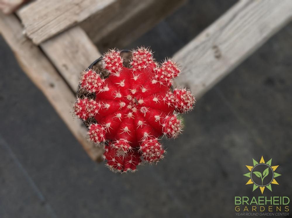 Grafted Cactus