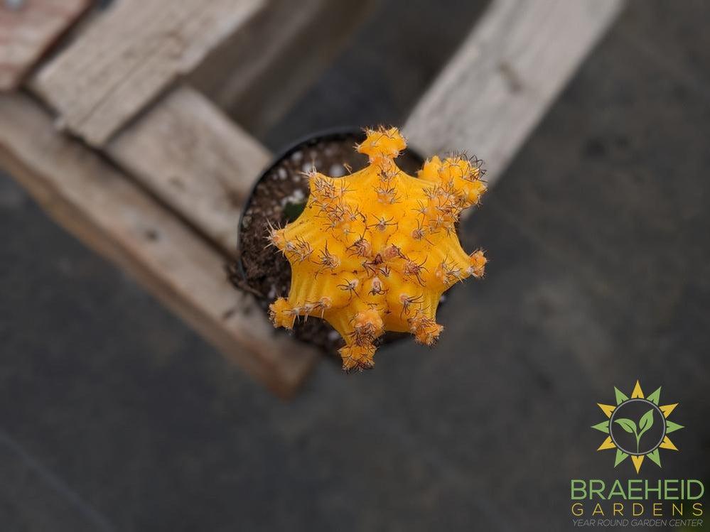Grafted Cactus