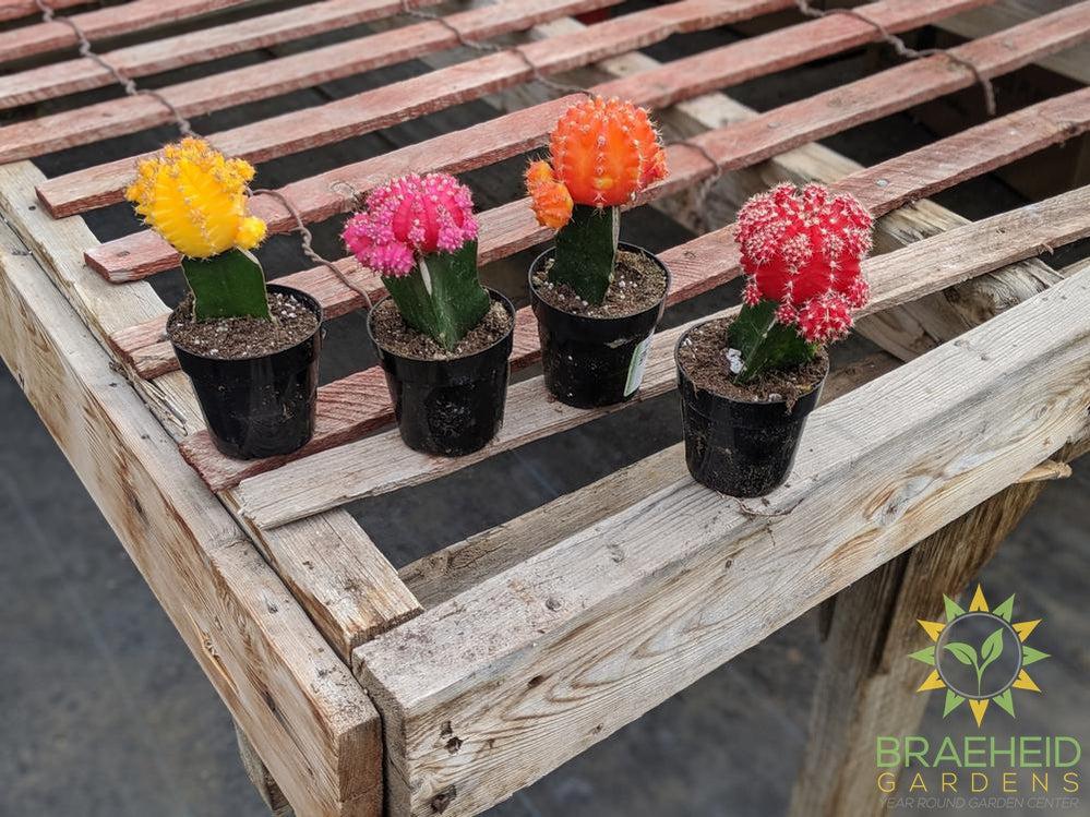 Grafted Cactus