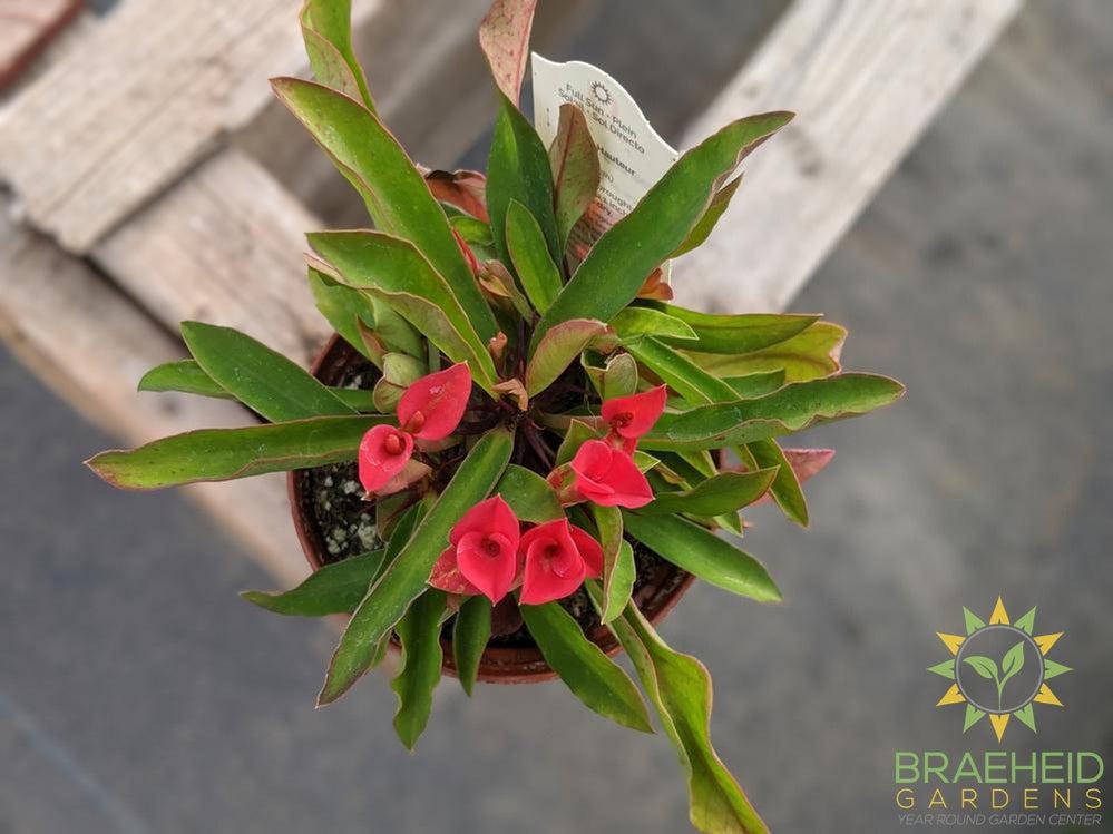 Crown of thorns