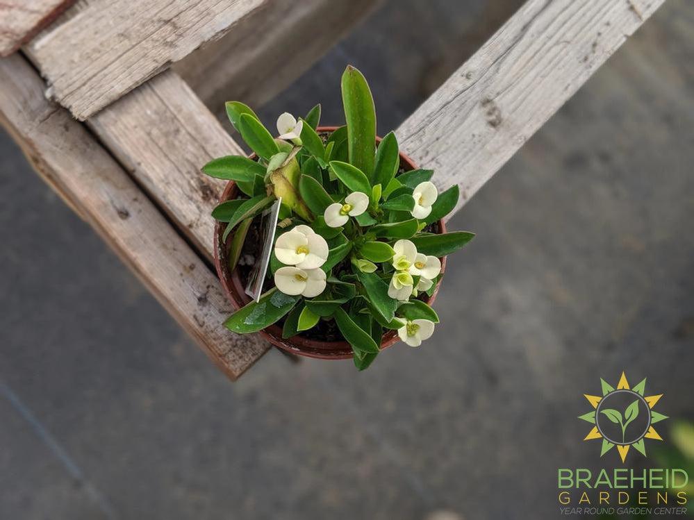Crown of thorns