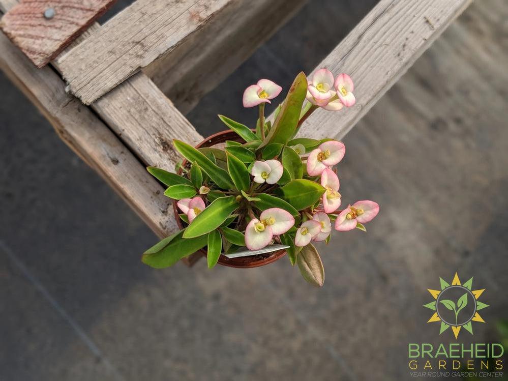 Crown of thorns