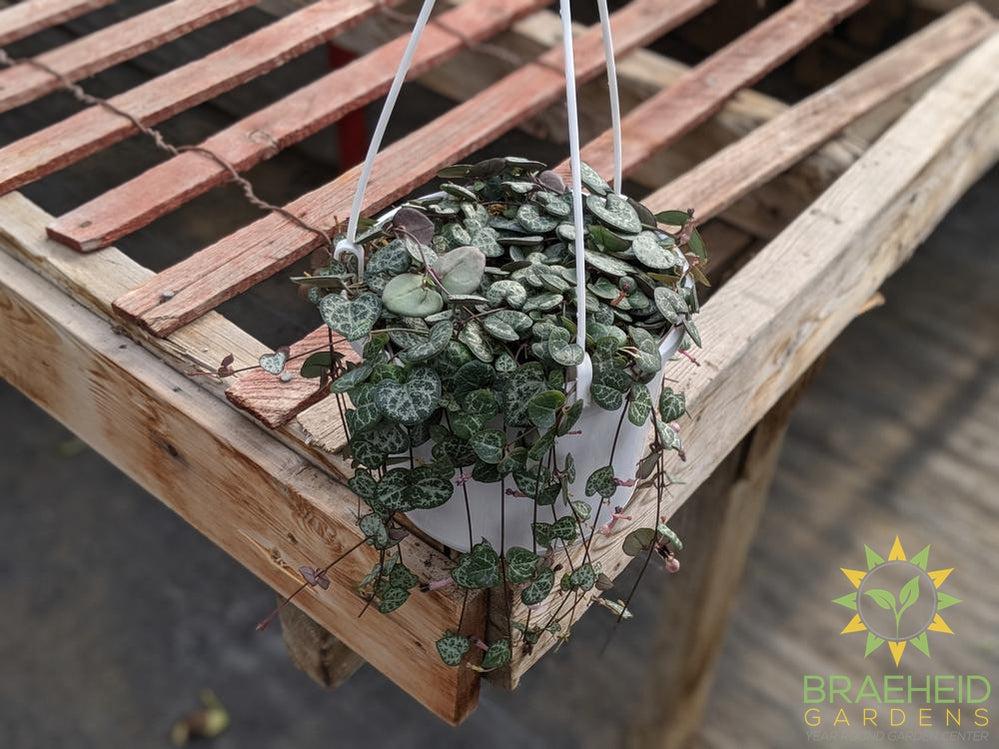 String of Hearts Hanging Basket