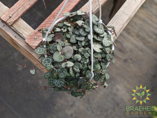 String of Hearts Hanging Basket