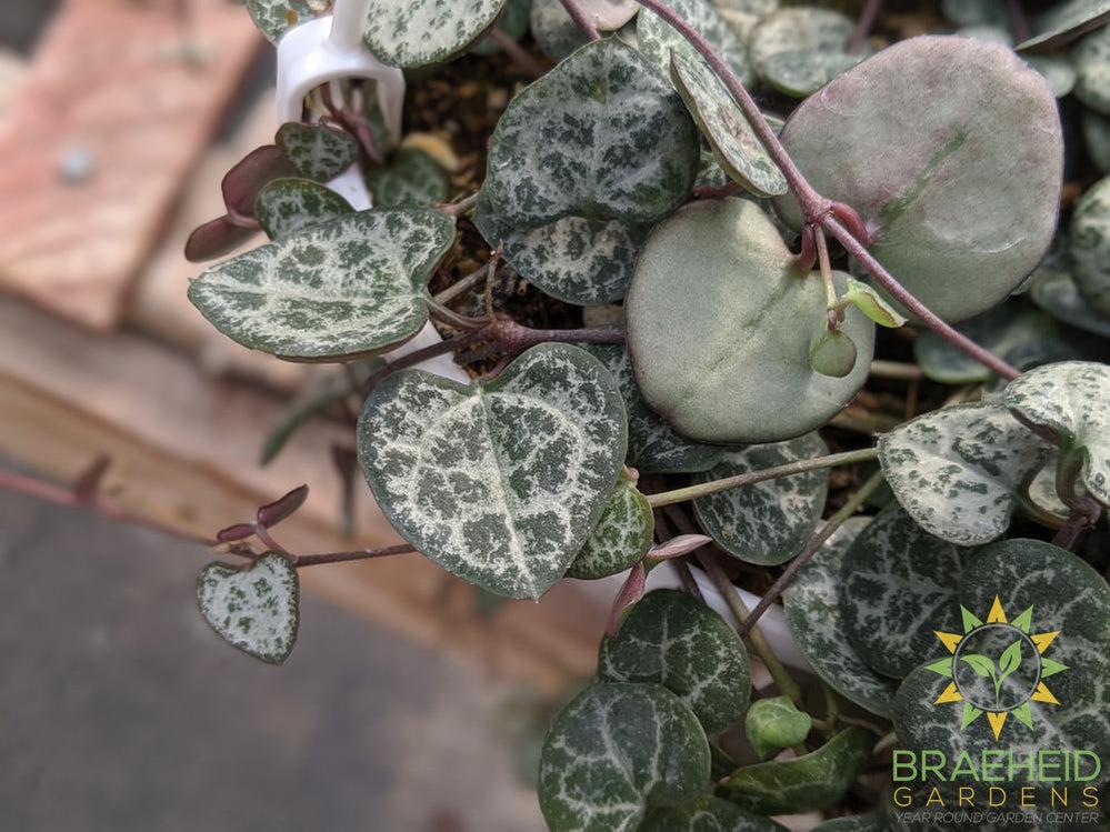 String of Hearts Hanging Basket