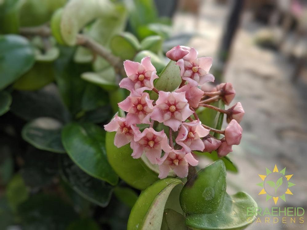 Hoya Compacta Flower bud