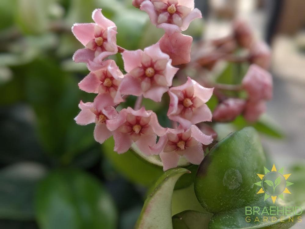 Hoya compacta flower photo