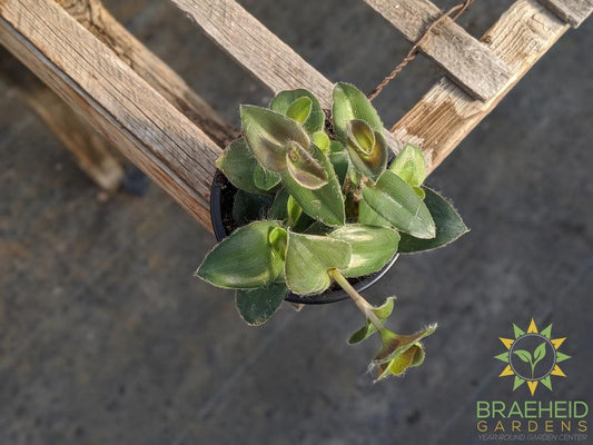 Purple Inch Plant - Tradescantia Zebrina