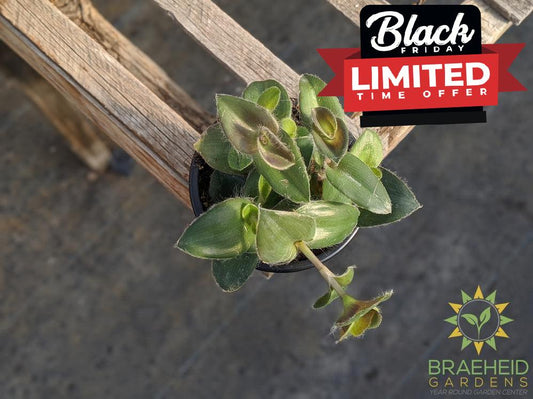 Purple Inch Plant - Tradescantia Zebrina