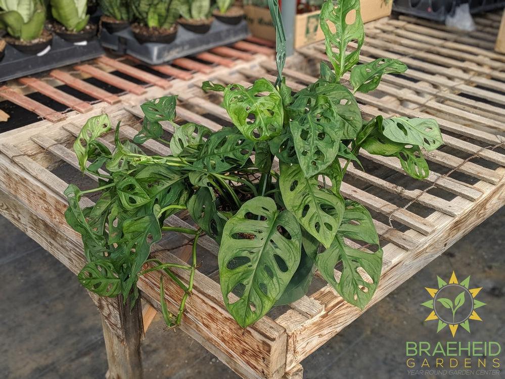 Swiss Cheese Vine hanging basket (Monstera Adansonii) (Large Cultivar)