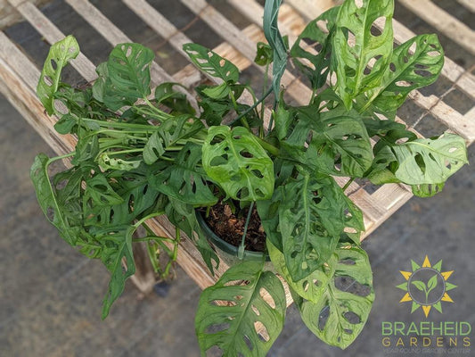 Swiss Cheese Vine hanging basket (Monstera Adansonii) (Large Cultivar)