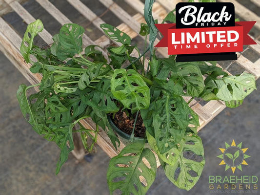 Swiss Cheese Vine hanging basket (Monstera Adansonii) (Large Cultivar)