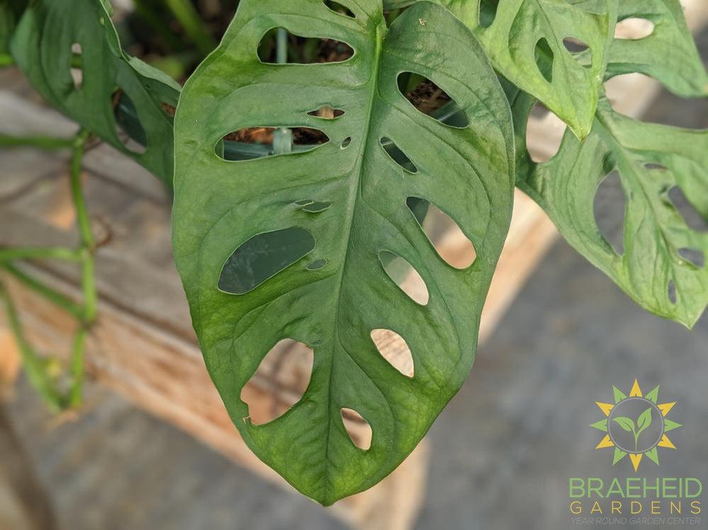 Swiss Cheese Vine hanging basket (Monstera Adansonii) (Large Cultivar)