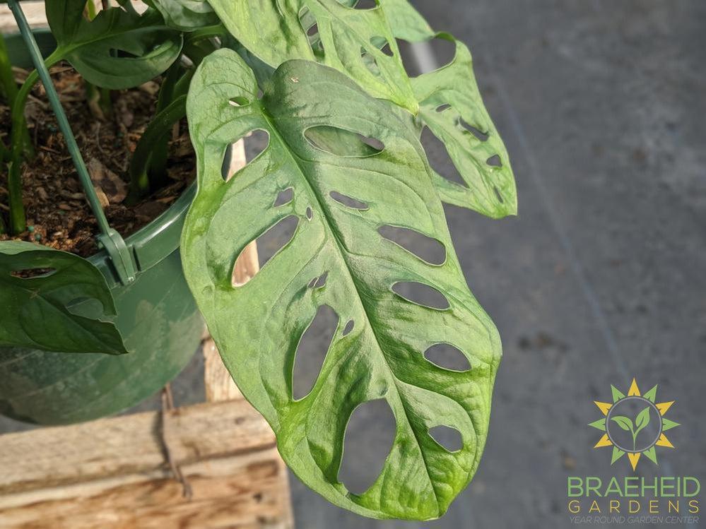 Swiss Cheese Vine hanging basket (Monstera Adansonii) (Large Cultivar)