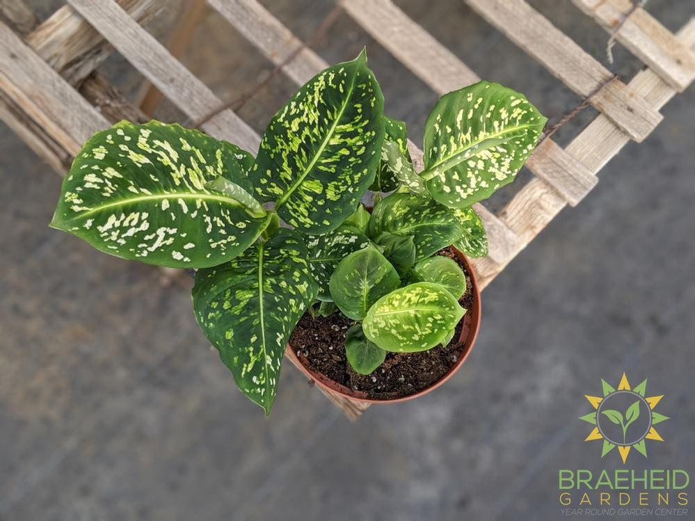 Order Dieffenbachia Reflector Canada wide Shipping