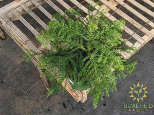 Norfolk Pine - No Ship