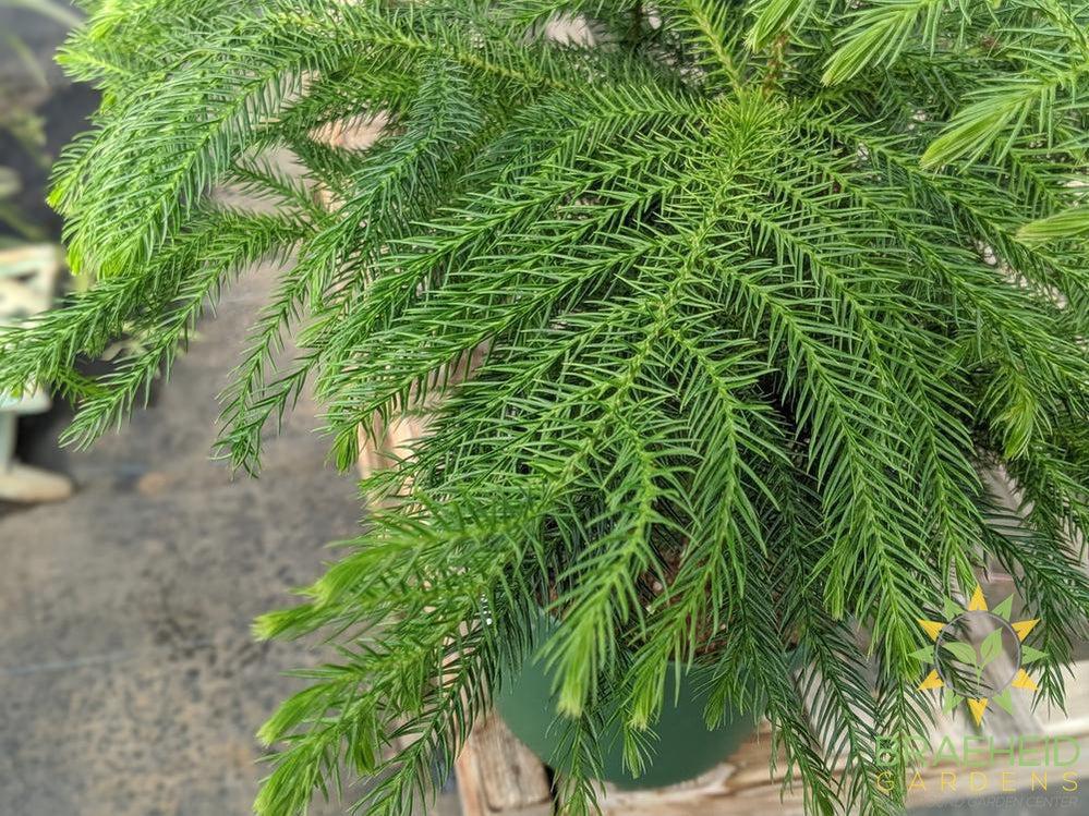 Norfolk Pine - No Ship